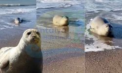 Antalya’da gülümseten anlar: Fok balığı sahilde görüldü