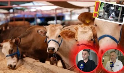 Antalya'da uzmanlar uyardı... Şap hastalığında aşılama çok önemli!