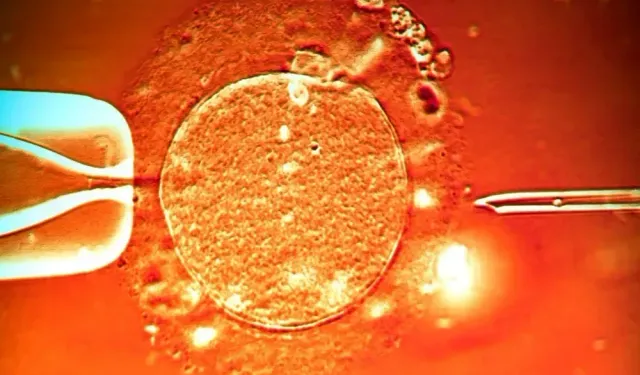 Antalya'da İnfertilite Tedavileri: Umut Dolu Bir Yolculuk