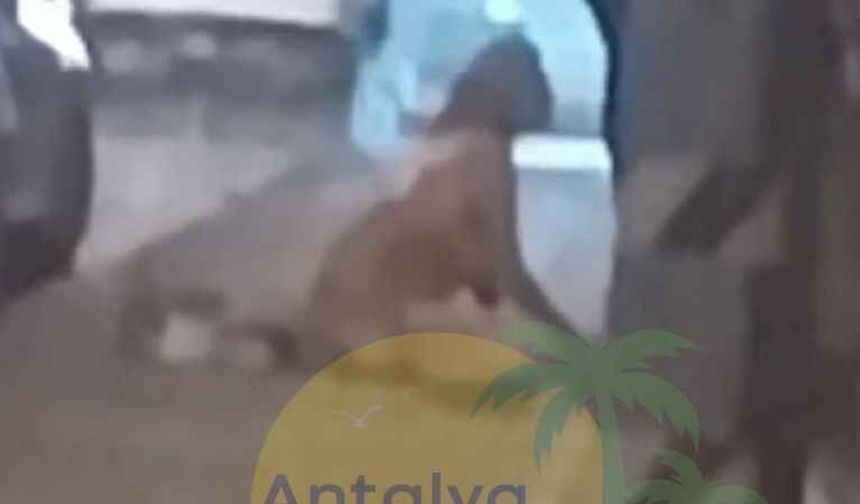 Yer Antalya! Bir Kadın Sokak Ortasında Çırılçıplak Görüntülendi.