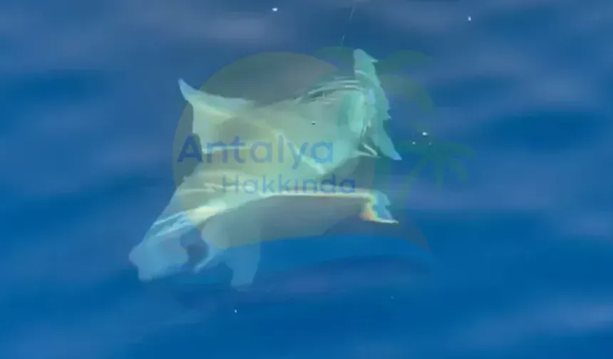 Antalya'da köpekbalığı oltaya geldi!