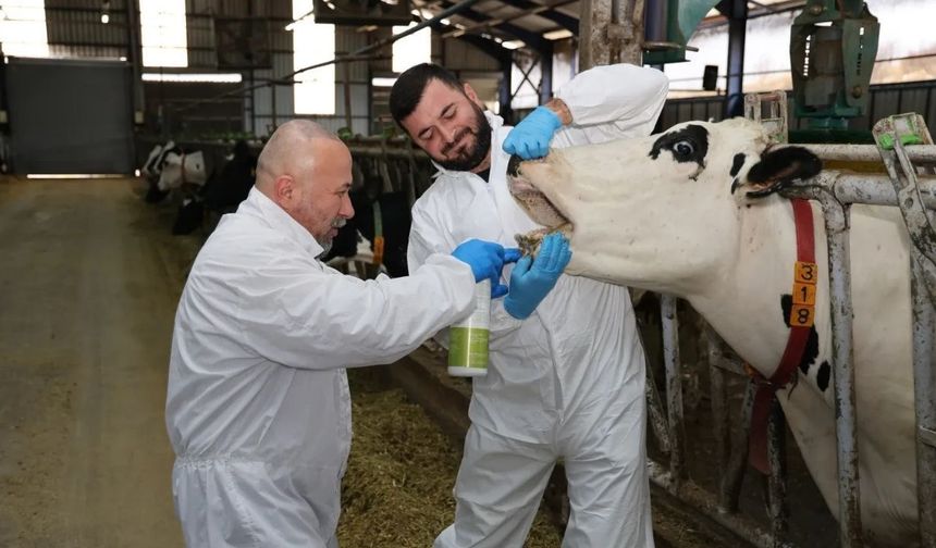Şap hastalığına Burdur'dan yerli çözüm: İşte o bitkisel sprey